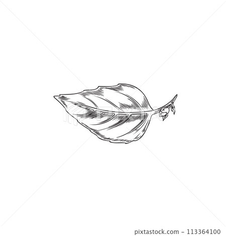 Basil leaf sketch vector illustration Basil leaf sketch vector illustration 113364100