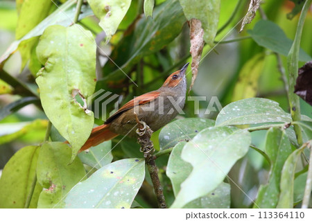 Scarlet-faced robin 113364110
