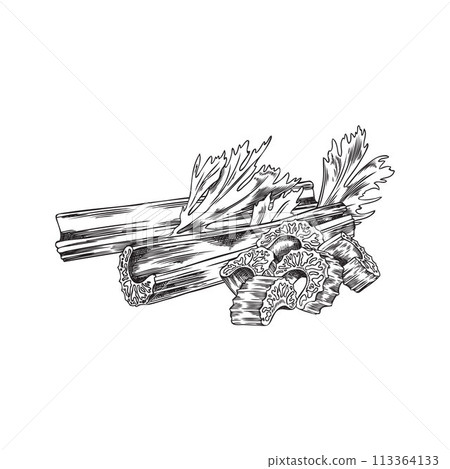 Celery sticks sketched vector illustration Celery sticks sketched vector illustration 113364133