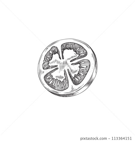Detailed tomato slice vector illustration 113364151