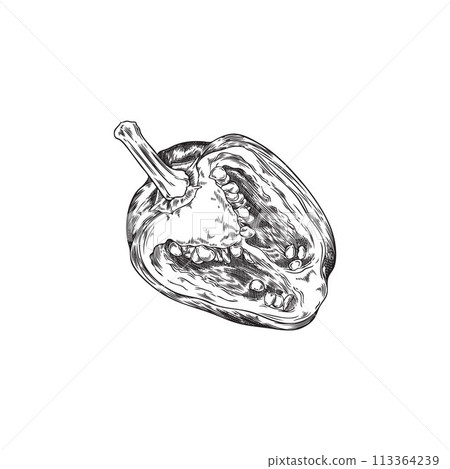 Half bell pepper vector illustration 113364239