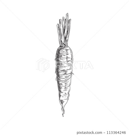 Vector illustration in the form of a sketch with ripe fresh carrots and herbs Vector illustration in the form of a sketch with ripe fresh carrots and herbs 113364246