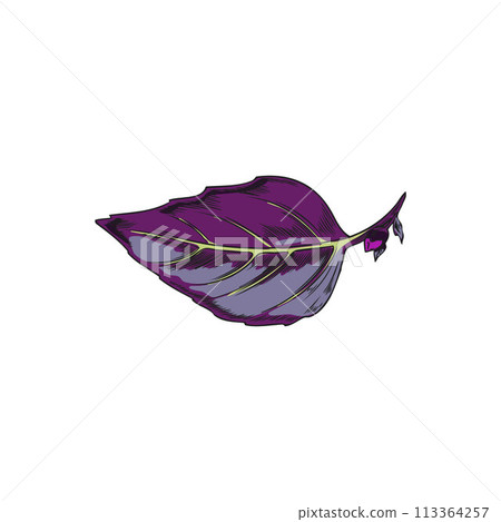 Purple basil leaf vector illustration Purple basil leaf vector illustration 113364257