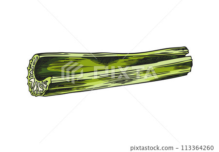 Fresh stalk of green celery, one stem piece vector sketch, hand drawn natural diet plant food, healthy farm vegetable 113364260