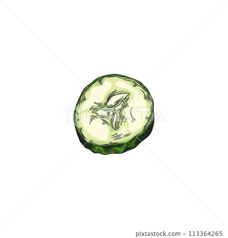 Ripe cucumber round slice vector sketch, hand drawn fresh vegetable piece with small seeds, natural plant salad food Ripe cucumber round slice vector sketch, hand drawn fresh vegetable piece with small seeds, natural plant salad food 113364265