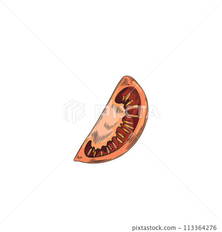 Tomato slice vector illustration 113364276
