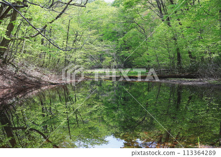 Trees reflected on the surface of the water Trees reflected on the surface of the water 113364289