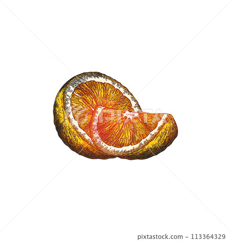 Orange slices vibrant vector illustration Orange slices vibrant vector illustration 113364329