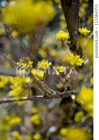 從寒冷的冬天綻放出春天的金色花朵,正如花語「堅強的愛」一樣,是吉祥的花朵。 從寒冷的冬天綻放出春天的金色花朵,正如花語「堅強的愛」一樣,是吉祥的花朵。 113364353