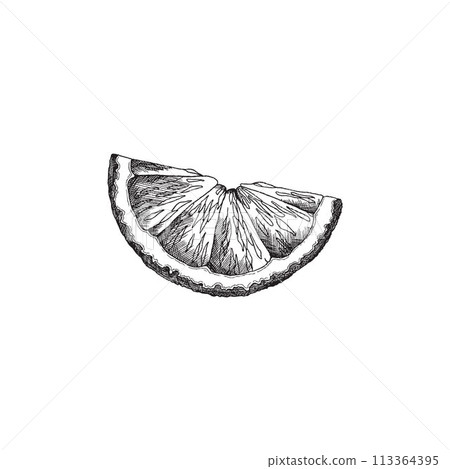 Citrus fruit slice sketch vector illustration 113364395