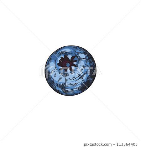 Fresh one blueberry sketch icon, blue berry hand drawn vector, juicy farm or wild fruit, natural healthy snack food Fresh one blueberry sketch icon, blue berry hand drawn vector, juicy farm or wild fruit, natural healthy snack food 113364403