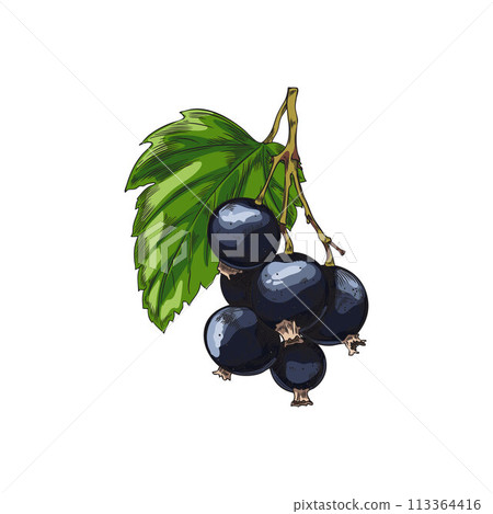 Fresh bunch of black currant berries and leaf hand drawn vector, farm berries sketch icon juicy natural food plant snack Fresh bunch of black currant berries and leaf hand drawn vector, farm berries sketch icon juicy natural food plant snack 113364416