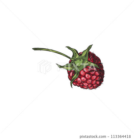 Colorful raspberry vector illustration 113364418