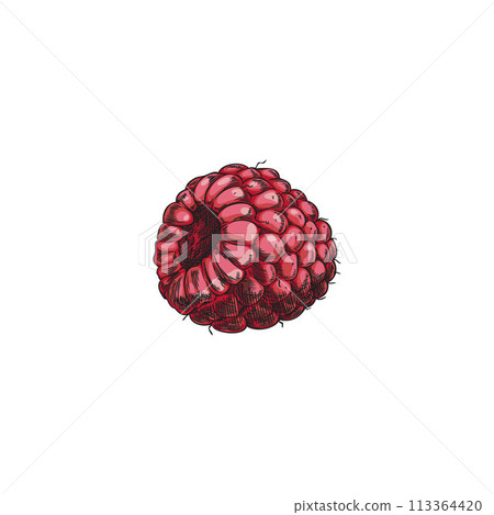 Raspberry hand drawn vector illustration, farm natural pink berry sketch, juicy sweet fruit, organic food design element Raspberry hand drawn vector illustration, farm natural pink berry sketch, juicy sweet fruit, organic food design element 113364420