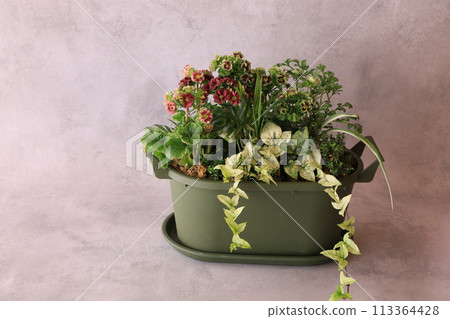 報春花種植 報春花種植 113364428