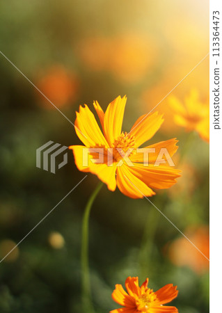 Beautiful yellow cosmos flowers, Yellow flower of Mexican Diasy with sunlight in garden Beautiful yellow cosmos flowers, Yellow flower of Mexican Diasy with sunlight in garden 113364473