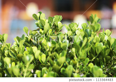 Green leave branchs in Back light and Beatiful sunlight natural in the forest 113364483