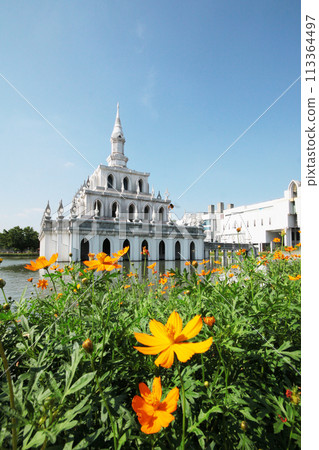 Yellow flowers of coreopsis. Coreopsis lanceolata in garden with blue sky at Sukhothai Thammathirat Open University in Thailand. 113364497