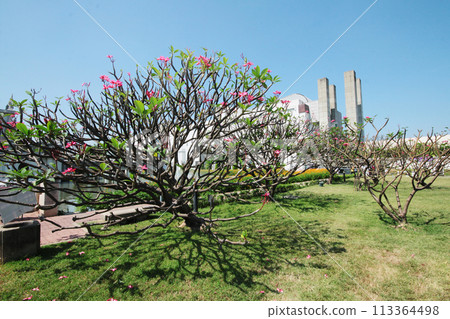 Pink Plumeria flowers with blue sky at Sukhothai Thammathirat Open University in Thailand. 113364498