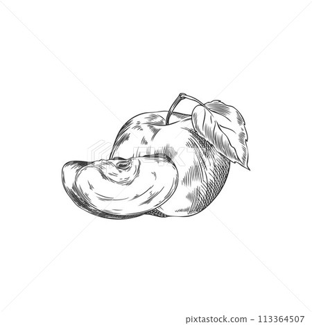 Vector illustration of apples: sketch of the whole and a piece. Vector illustration of apples: sketch of the whole and a piece. 113364507
