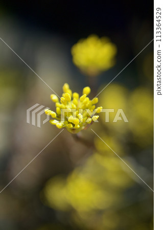 從寒冷的冬天綻放出春天的金色花朵,正如花語「堅強的愛」一樣,是吉祥的花朵。 從寒冷的冬天綻放出春天的金色花朵,正如花語「堅強的愛」一樣,是吉祥的花朵。 113364529