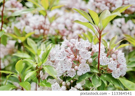 山月桂 山月桂 113364541