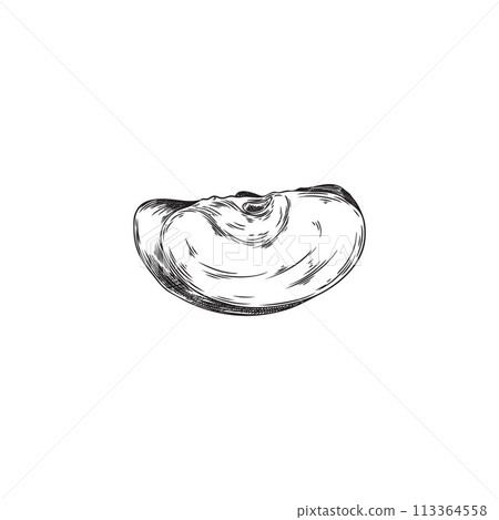 Apple slice engraved hand drawn vector illustration, farm natural fruit piece sketch, organic juicy sweet food snack Apple slice engraved hand drawn vector illustration, farm natural fruit piece sketch, organic juicy sweet food snack 113364558