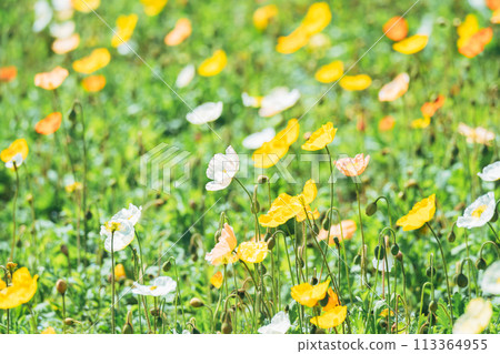 森林公園裡盛開的美麗罌粟花 113364955