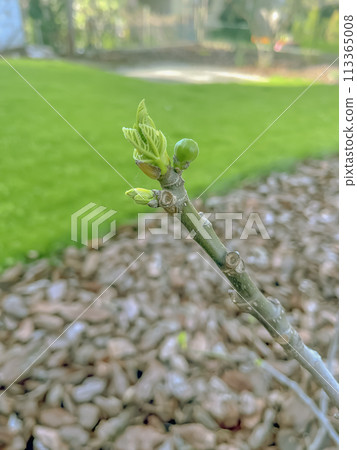 Young fig on the tree early in the season. Ficus carica 113365008