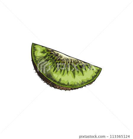 Pencil sketch of kiwi slice in color, vector illustration. 113365124