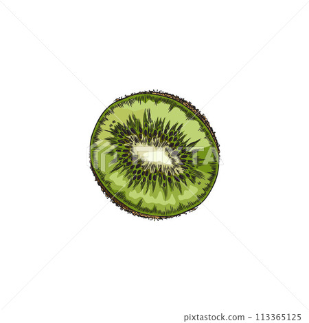 Half cut of kiwi fruit color hand drawn vector, tropical sweet sliced fruit sketch, farm natural food, vitamin snack 113365125
