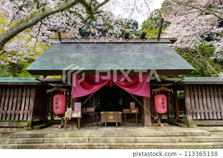 福井縣敦賀市金崎神社花卉交換節 113365138