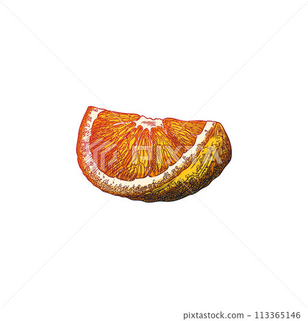 Vector illustration of a sketch of a bright orange half of an orange, hand-drawn on a white background Vector illustration of a sketch of a bright orange half of an orange, hand-drawn on a white background 113365146