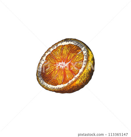 Hand drawn half of an orange on an isolated background. 113365147