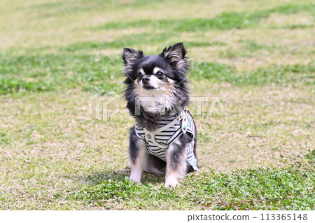 Long-coated Chihuahua walking in the park Dog run 113365148