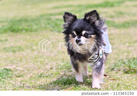 長外套吉娃娃在公園狗跑中散步 113365150