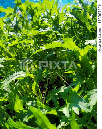 家庭花園水奈藍天綠葉 113365236