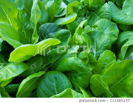 家庭花園沙拉蔬菜 113365237