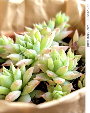 觀賞植物與多肉植物 - Onna Hina 觀賞植物與多肉植物 - Onna Hina 113365242