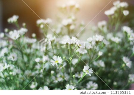 White Chamomile or daisy hipster flowers with natural sunlight in garden. 113365351