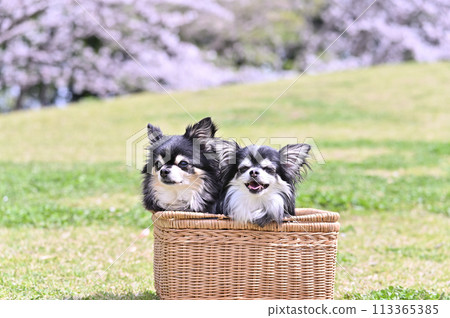 Cherry blossoms in full bloom and smiling Chihuahuas in a basket - Spring material 113365385