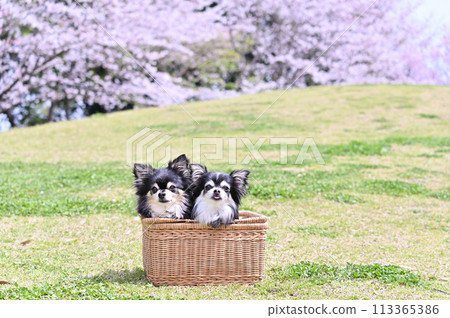 Cherry blossoms in full bloom and smiling Chihuahuas in a basket - Spring material 113365386