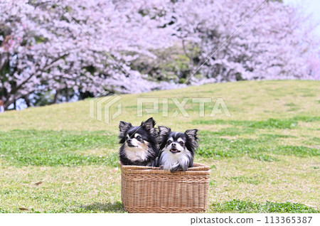 Cherry blossoms in full bloom and smiling Chihuahuas in a basket - Spring material Cherry blossoms in full bloom and smiling Chihuahuas in a basket - Spring material 113365387