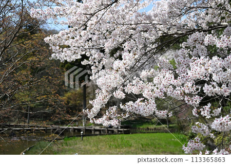 櫻桃樹盛開 櫻桃樹盛開 113365863