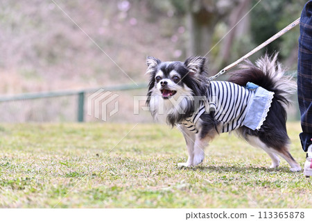 Smiling long-coated chihuahua walking in the park Smiling long-coated chihuahua walking in the park 113365878