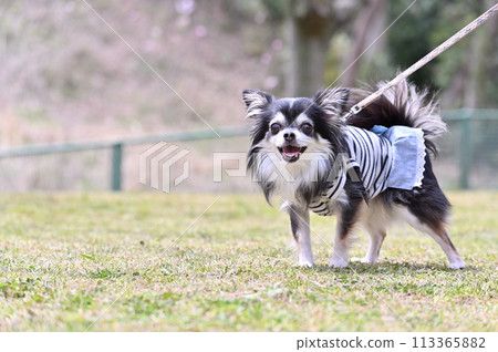 微笑的長外套吉娃娃在公園散步 微笑的長外套吉娃娃在公園散步 113365882