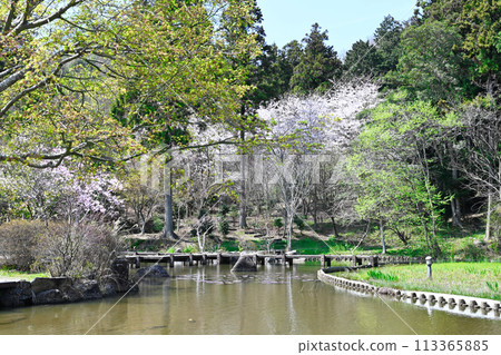 Cherry tree in full bloom Cherry tree in full bloom 113365885