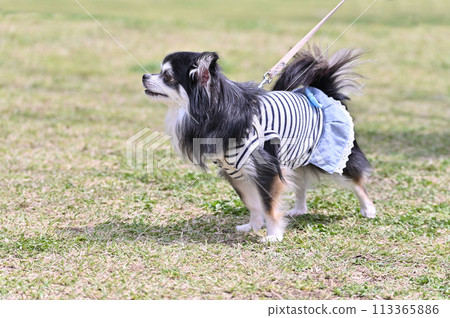 在公園散步的長外套奇瓦瓦的輪廓 在公園散步的長外套奇瓦瓦的輪廓 113365886