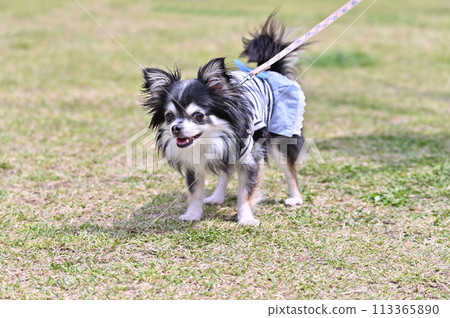 Long-coated chihuahua walking in the park 113365890