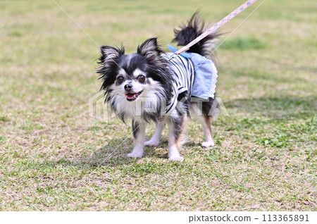 長外套吉娃娃在公園散步 長外套吉娃娃在公園散步 113365891